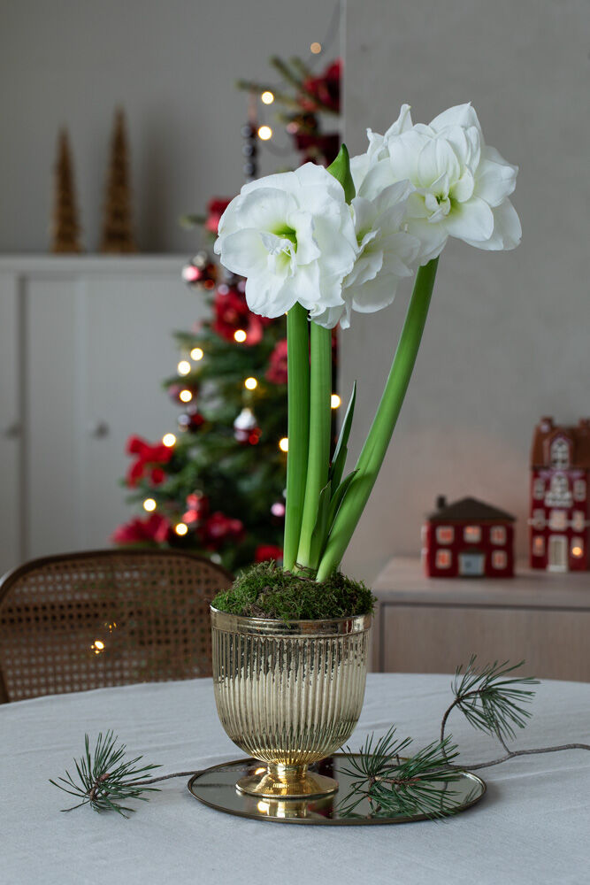 Hvite amaryllis l&oslash;k